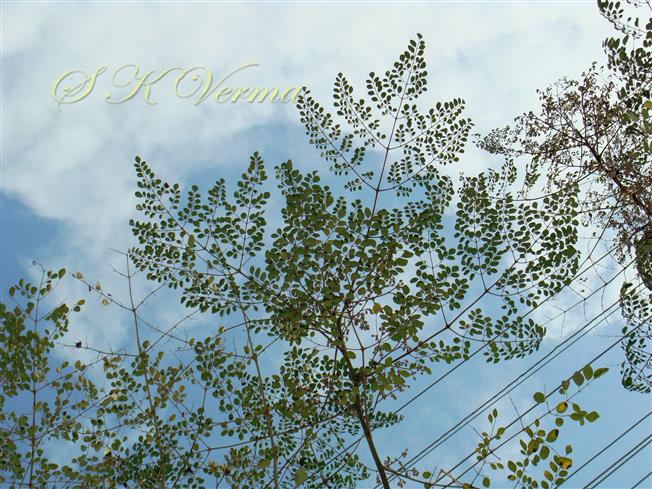  Leaves